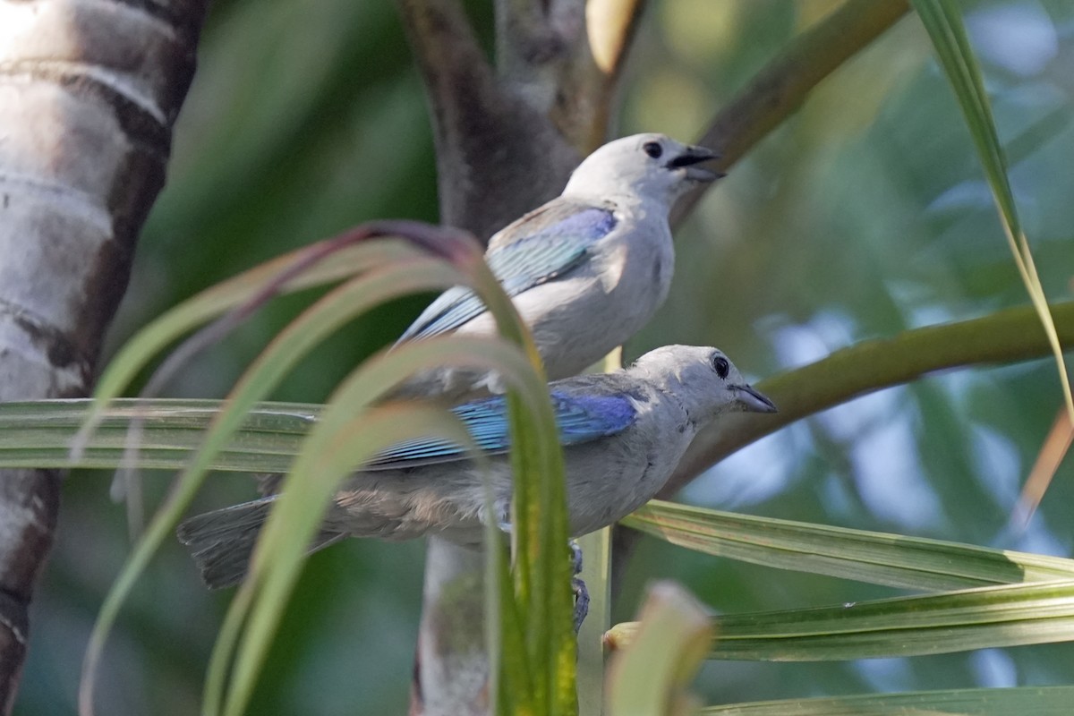 Blue-gray Tanager - ML618610973