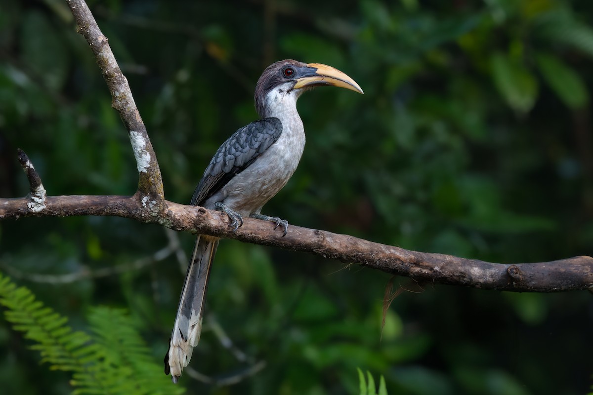 Sri Lanka Gray Hornbill - ML618610974
