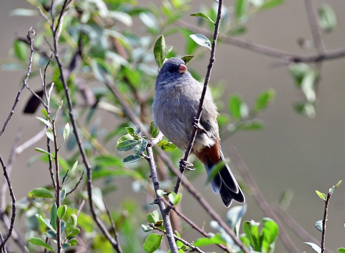 Plain-colored Seedeater - ML618610982