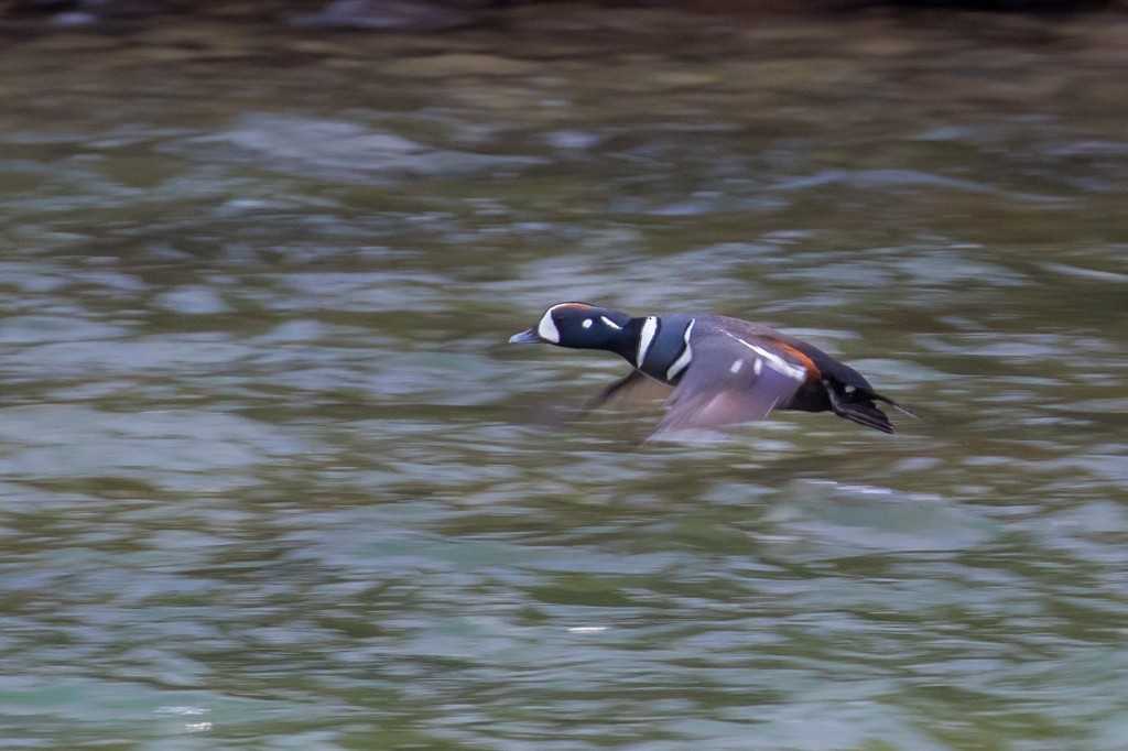 Harlequin Duck - Phil Hyde