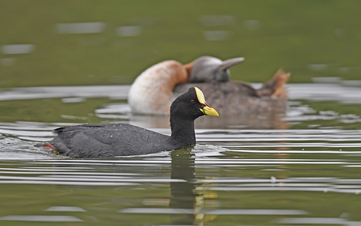 Red-gartered Coot - ML618611088