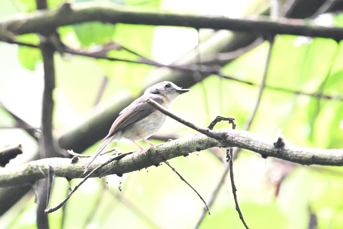 Fulvous-chested Jungle Flycatcher - ML618611093