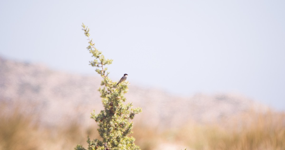 Sardinian Warbler - ML618611103