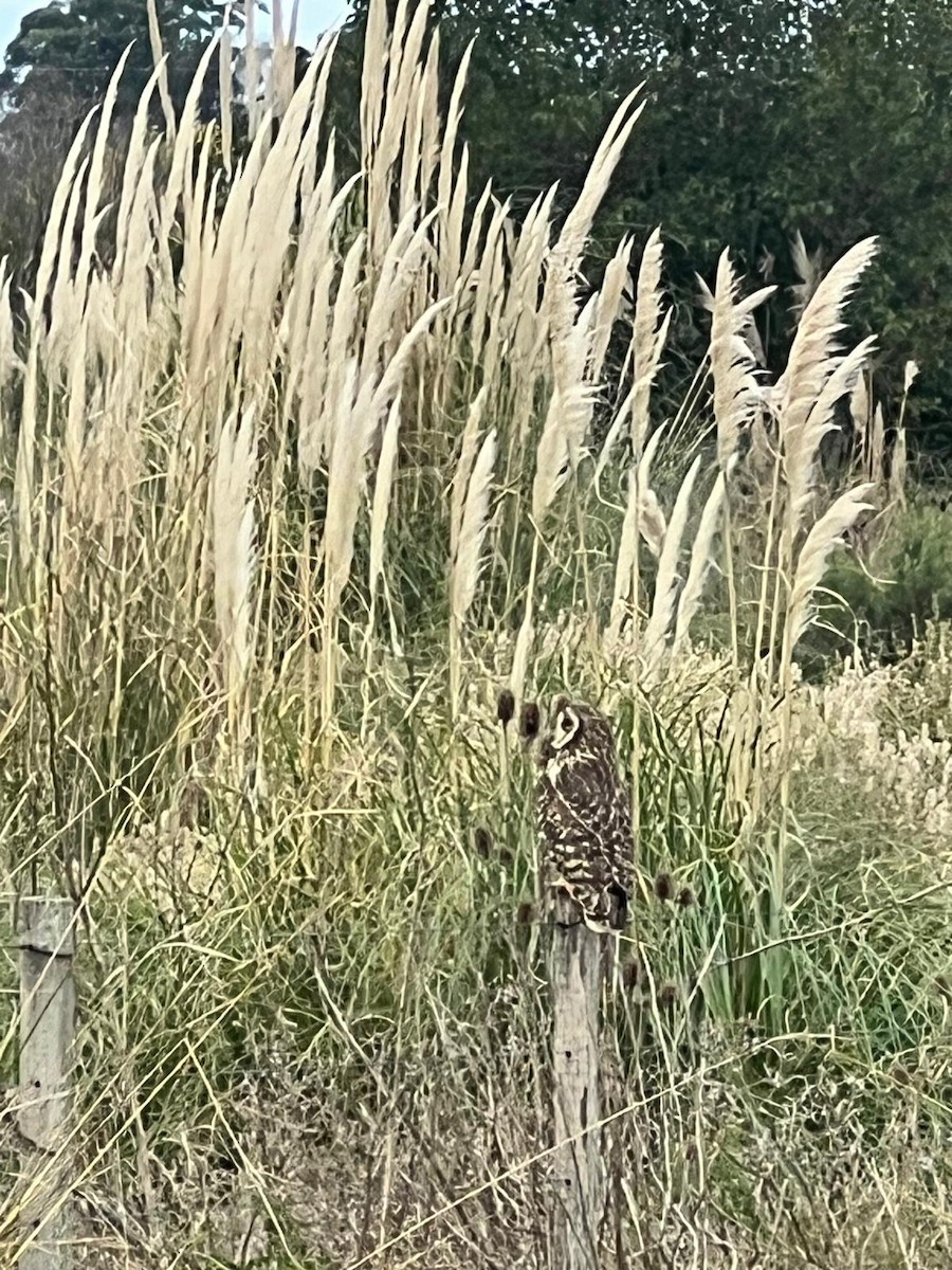 Short-eared Owl - ML618611108