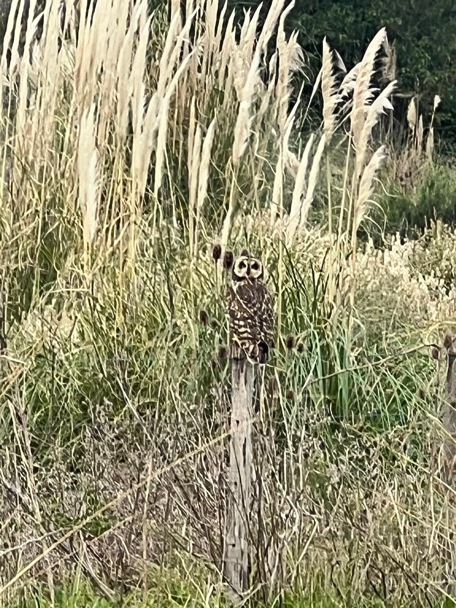Short-eared Owl - ML618611109