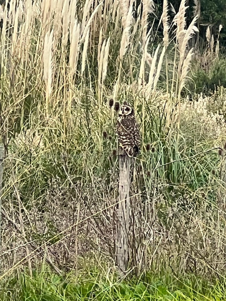 Short-eared Owl - ML618611110