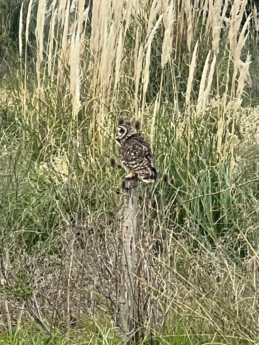 Short-eared Owl - ML618611113