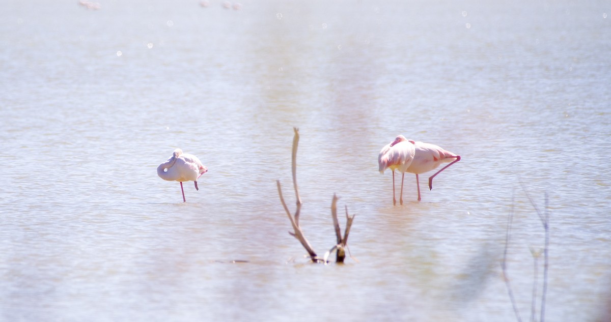 Greater Flamingo - ML618611127
