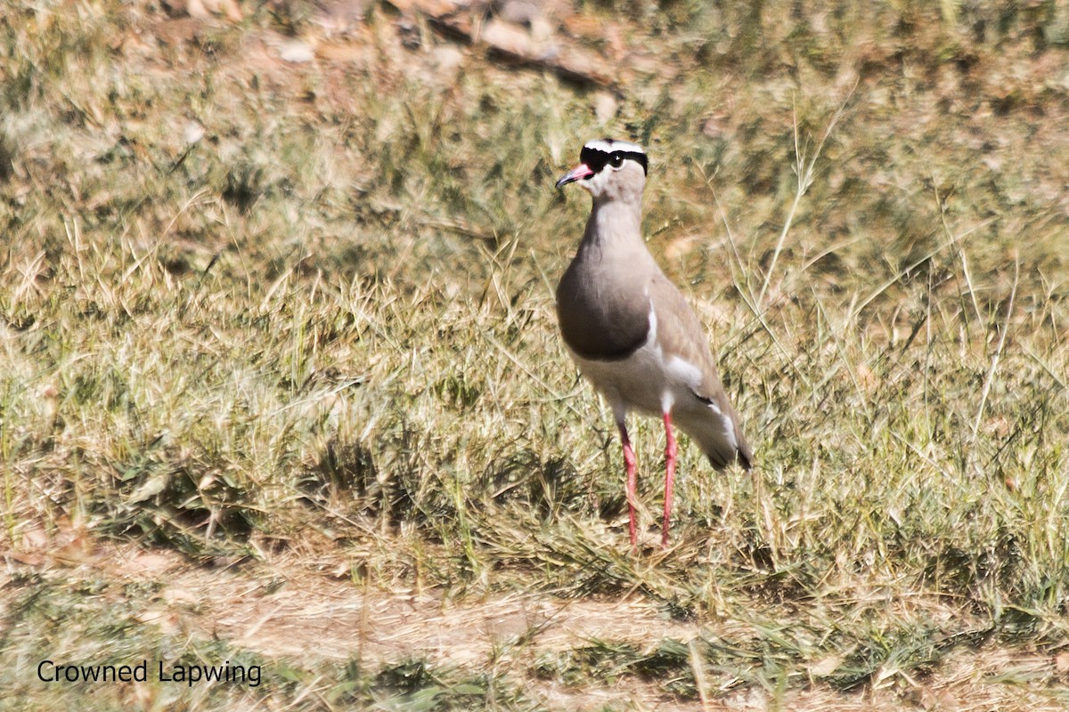 Crowned Lapwing - ML618611149