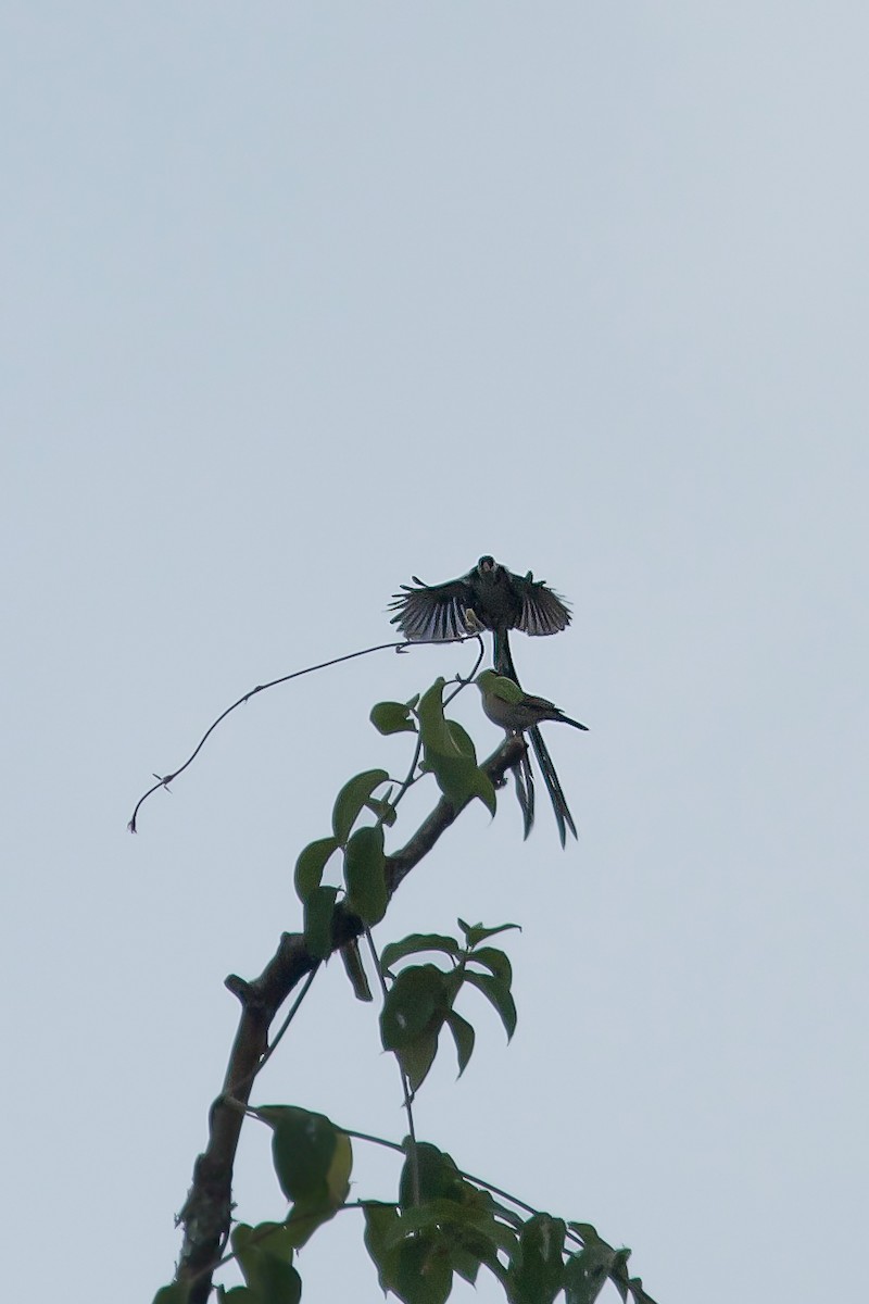 Pin-tailed Whydah - ML618611174