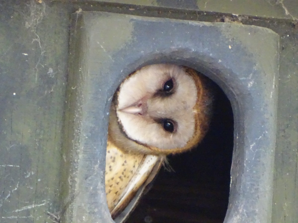 Barn Owl - ML618611186