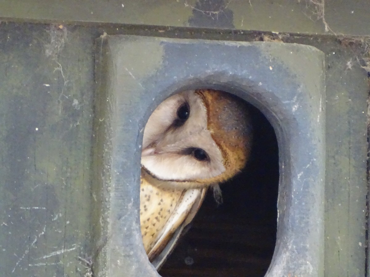 Barn Owl - ML618611187