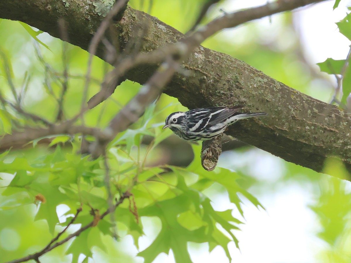 Black-and-white Warbler - ML618611198