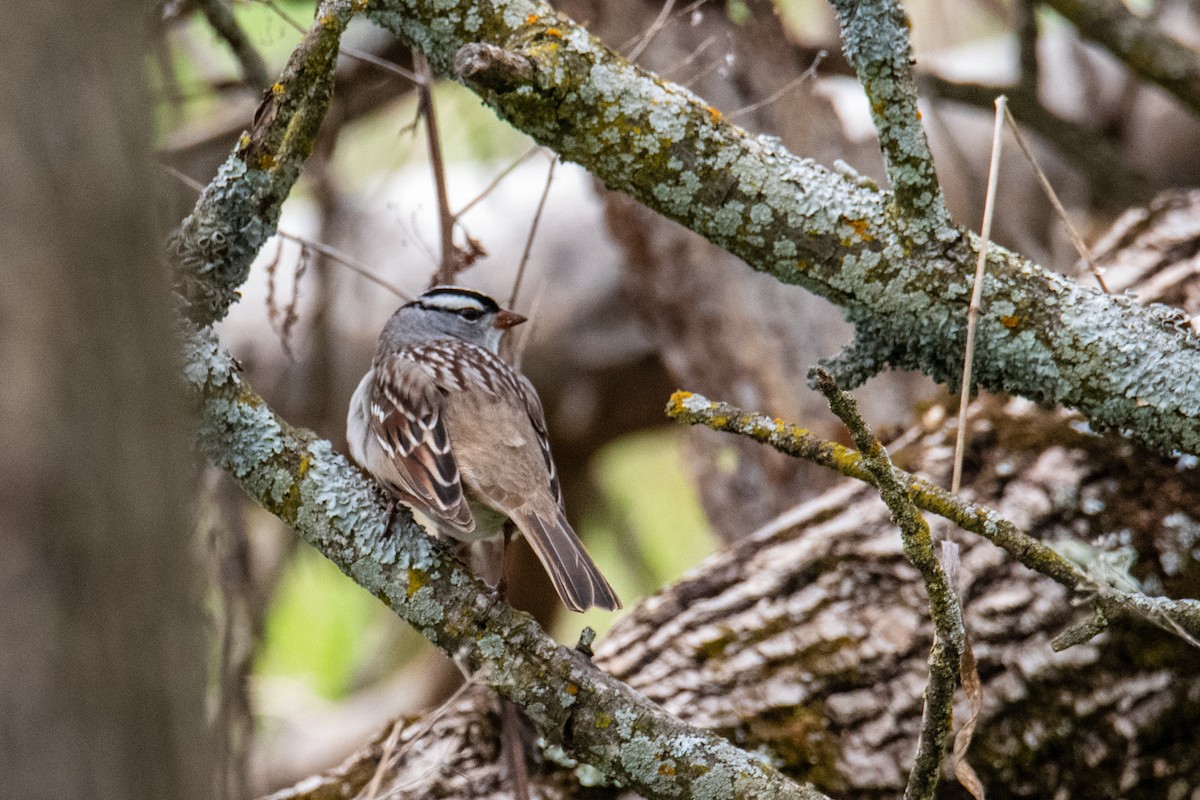 White-crowned Sparrow - ML618611223