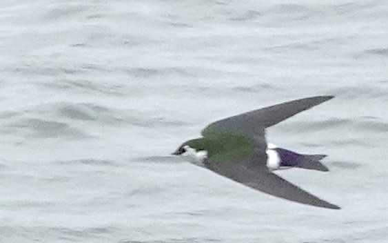 Violet-green Swallow - ML618611228