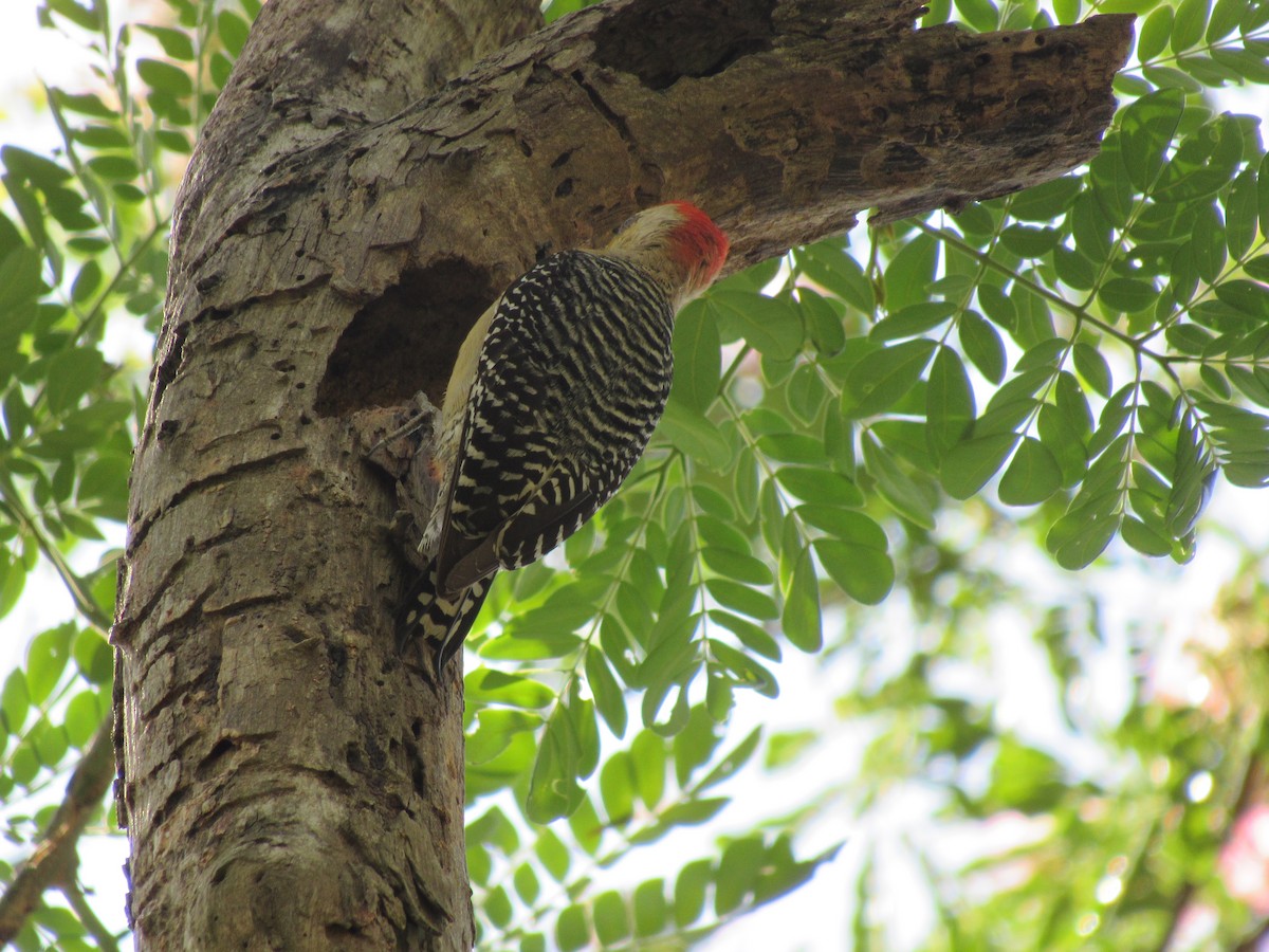 Red-crowned Woodpecker - ML618611287