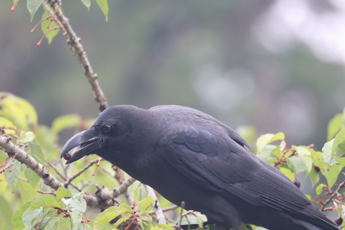 Large-billed Crow - ML618611288