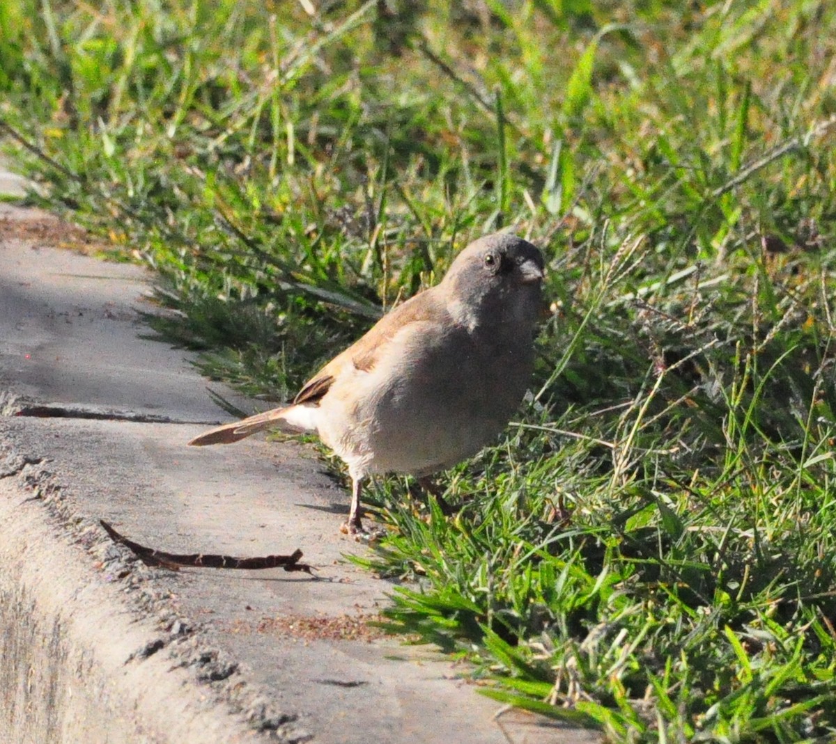 Southern Gray-headed Sparrow - ML618611310