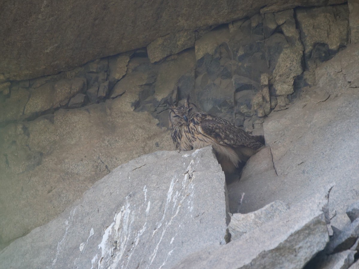 Eurasian Eagle-Owl - guangfeng Shao