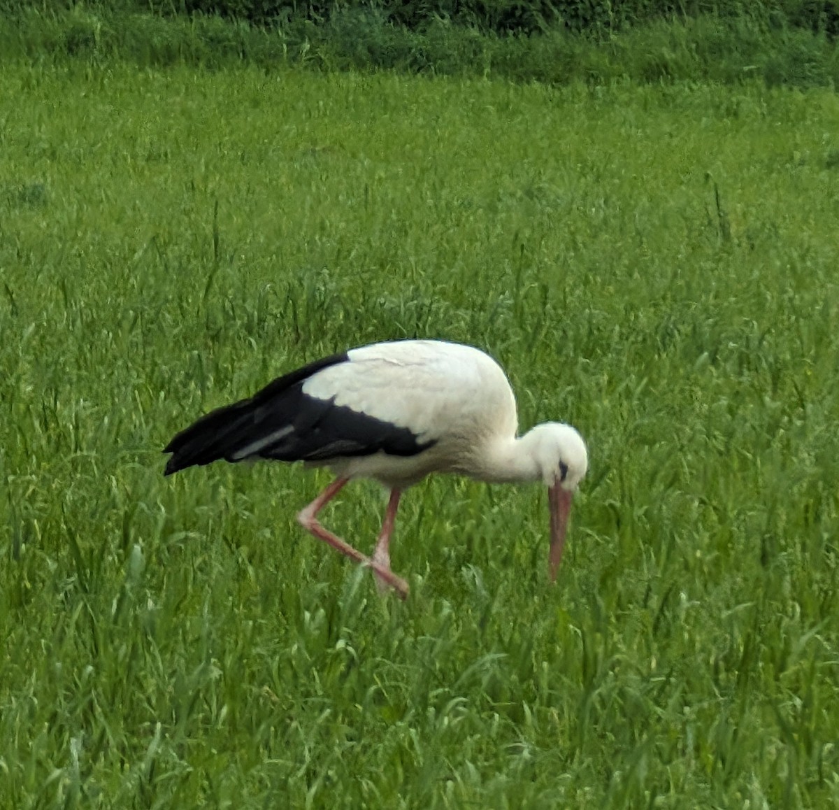 White Stork - ML618611347
