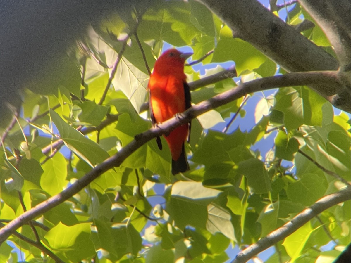 Scarlet Tanager - ML618611368