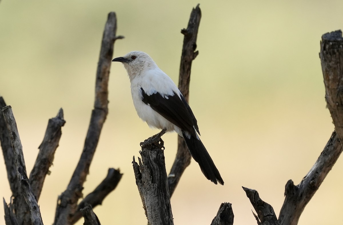 Southern Pied-Babbler - ML618611376
