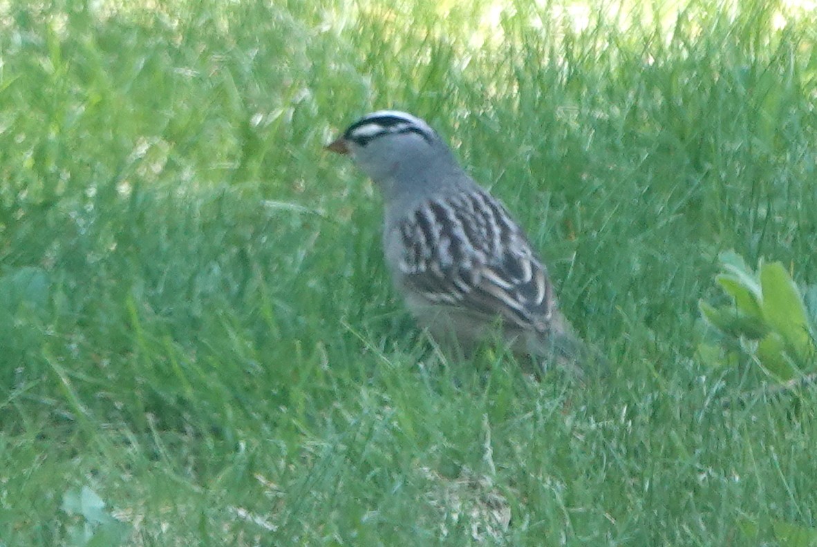 White-crowned Sparrow - ML618611460