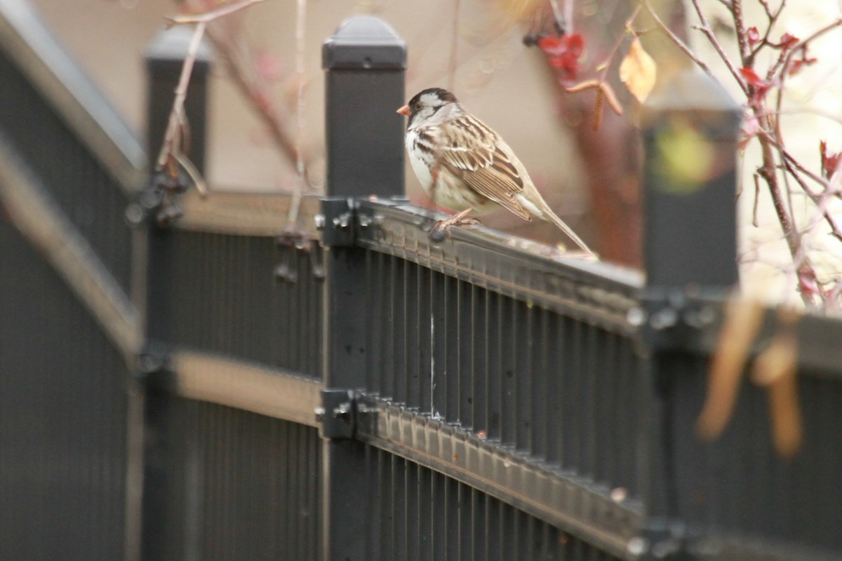 Harris's Sparrow - ML618611462