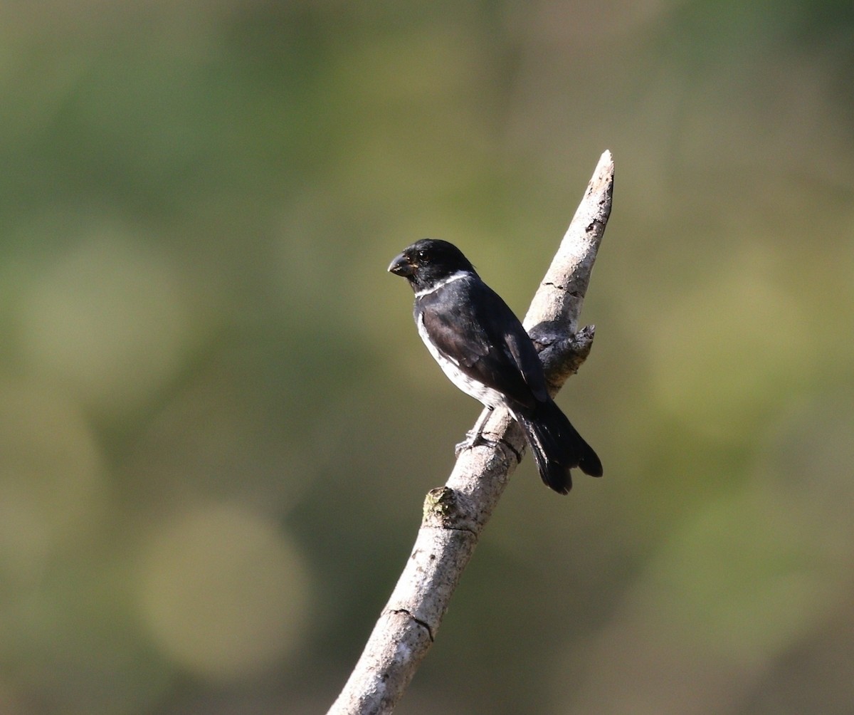 Variable Seedeater - ML618611463