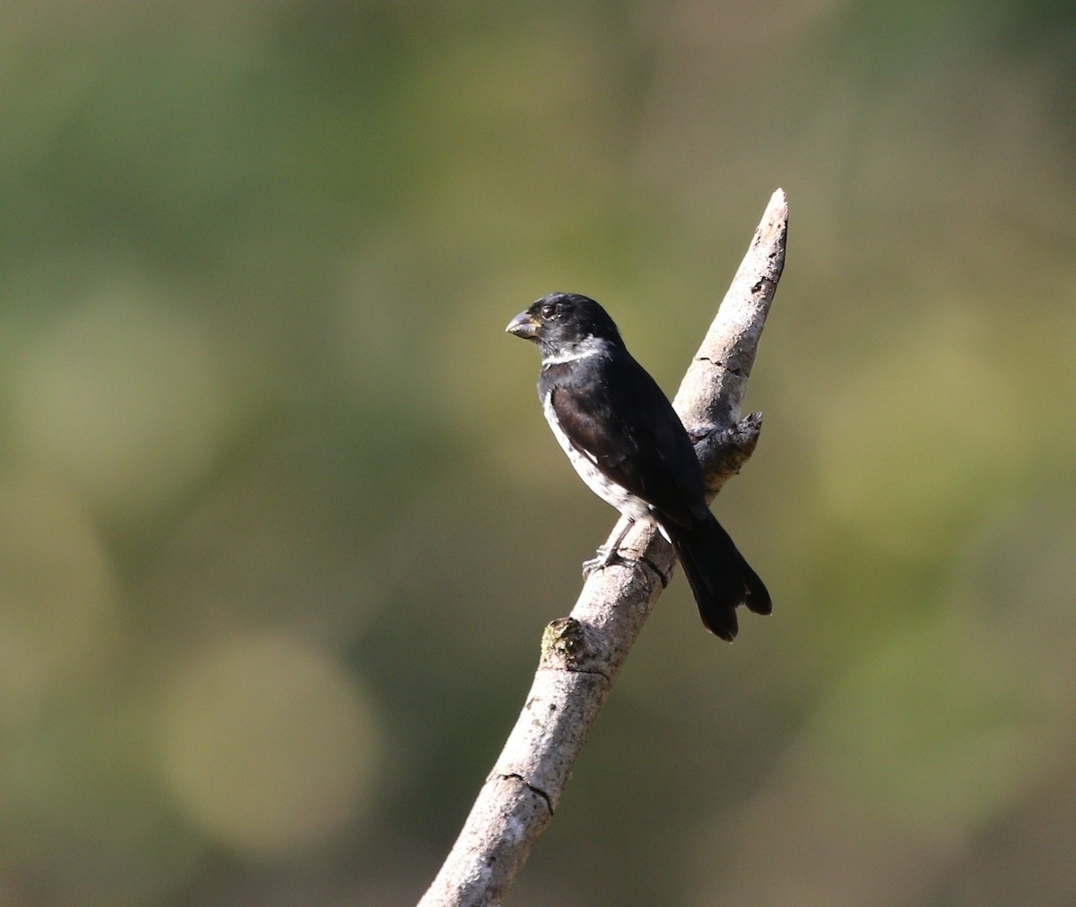 Variable Seedeater - ML618611465