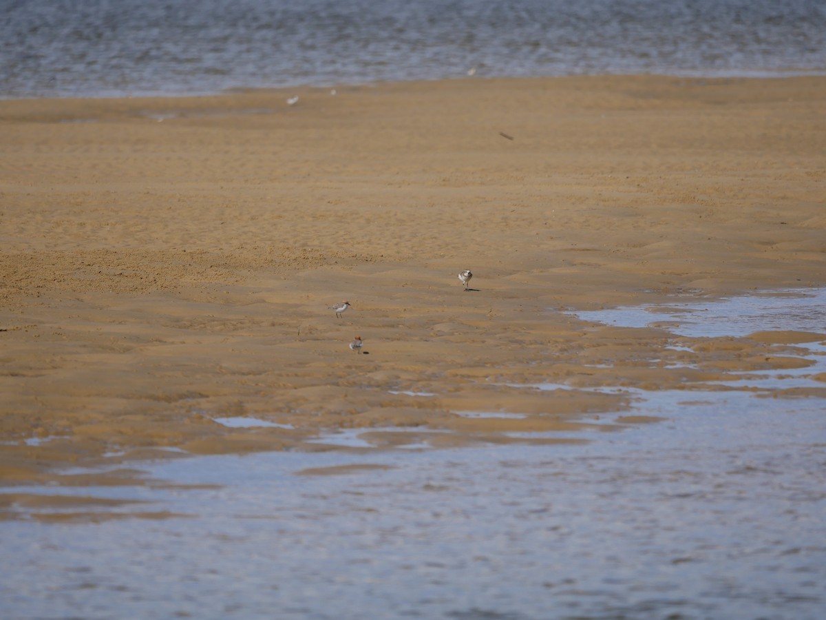 Double-banded Plover - ML618611467