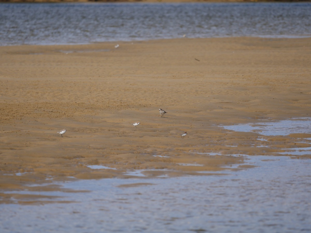 Double-banded Plover - ML618611468