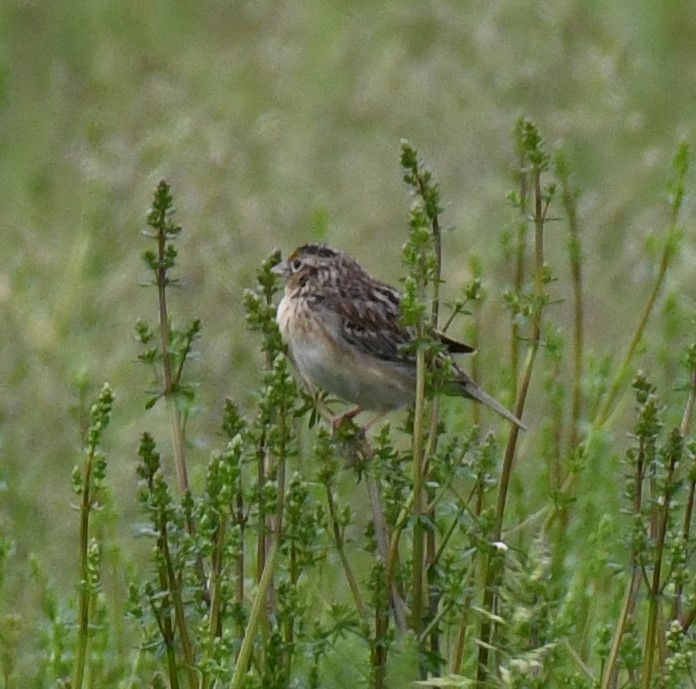 Grasshopper Sparrow - ML618611471