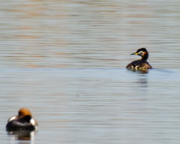 Red-necked Grebe - ML618611543