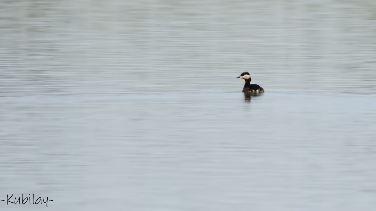 Red-necked Grebe - ML618611544