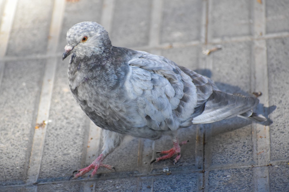 Rock Pigeon (Feral Pigeon) - ML618611552