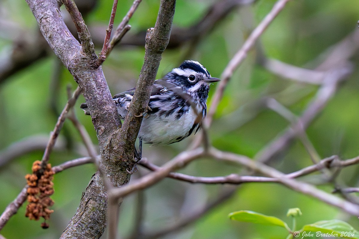 Black-and-white Warbler - ML618611578