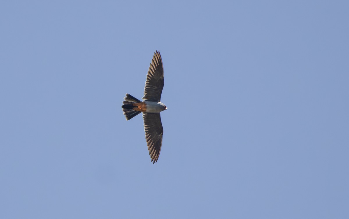 Red-footed Falcon - ML618611580