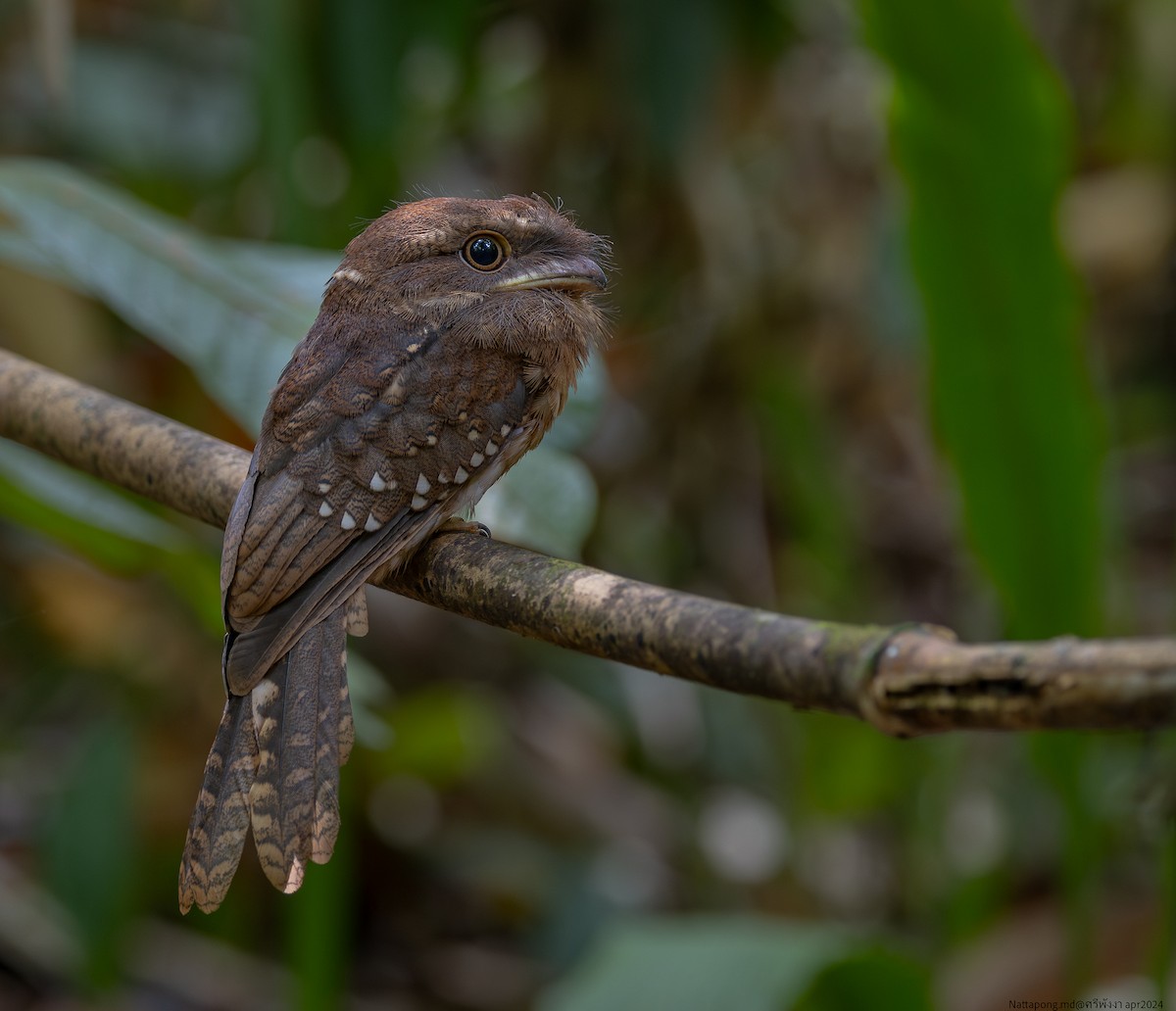 Gould's Frogmouth - ML618611587