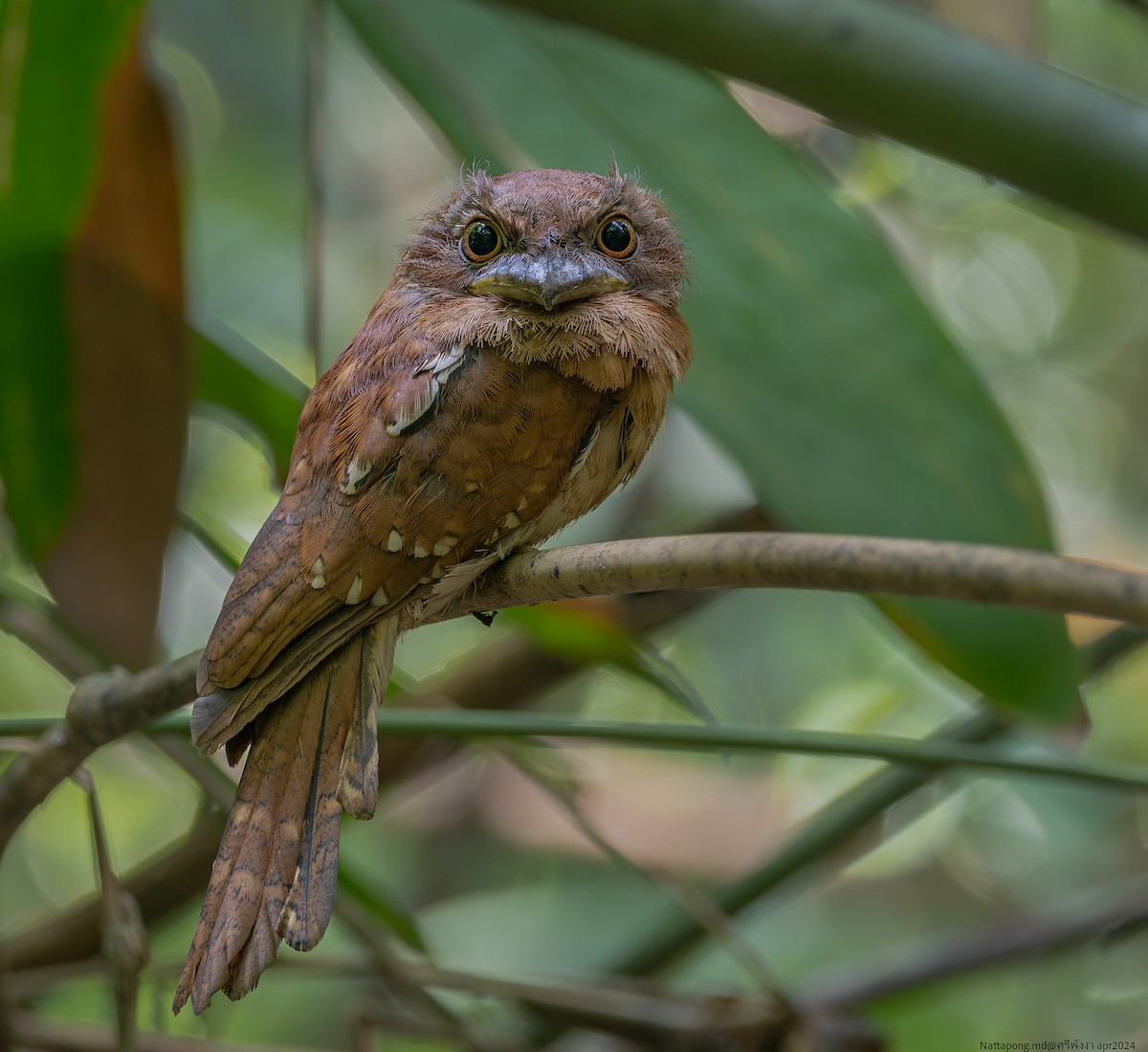 Gould's Frogmouth - ML618611589