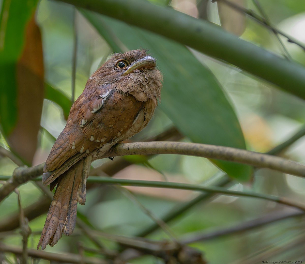 Gould's Frogmouth - ML618611590