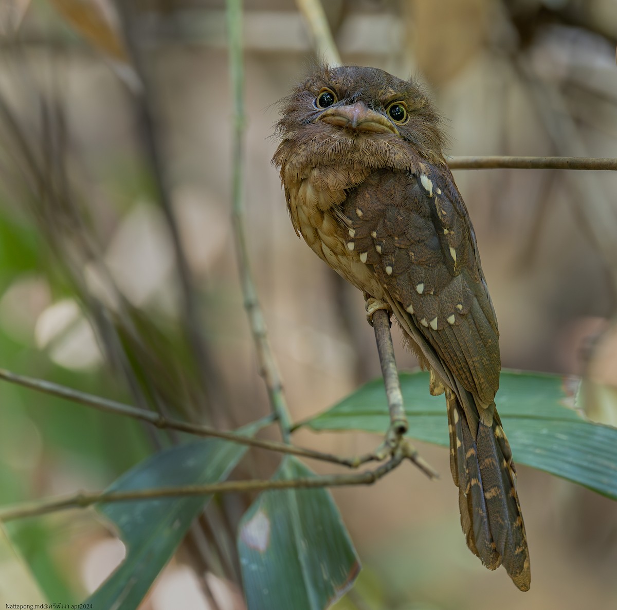 Gould's Frogmouth - ML618611591