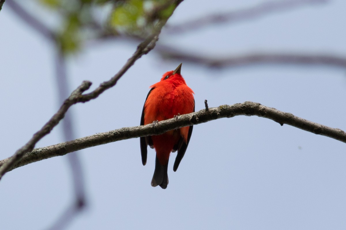 Scarlet Tanager - ML618611605