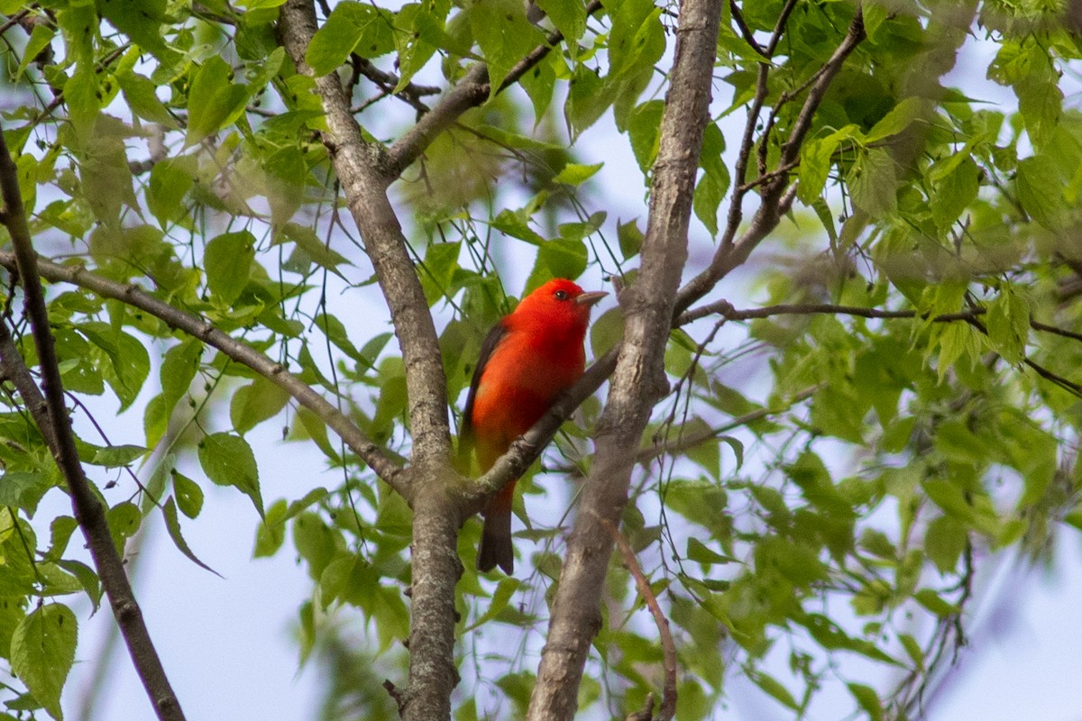 Scarlet Tanager - ML618611607