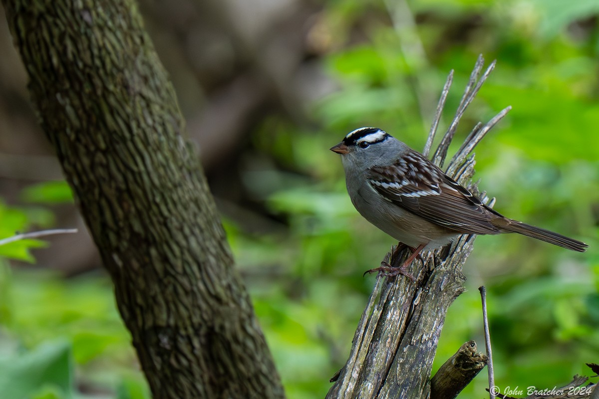 White-crowned Sparrow - ML618611614