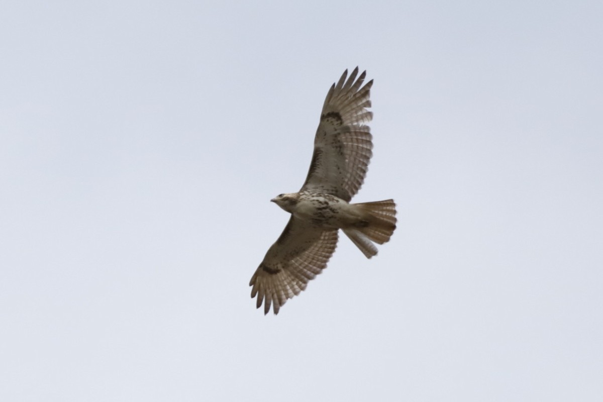 Red-tailed Hawk - ML618611623