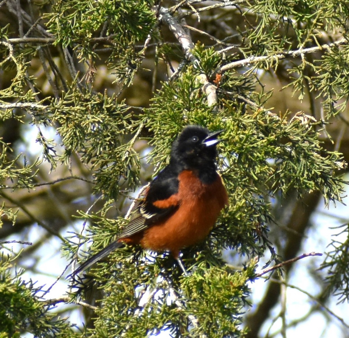 Orchard Oriole - ML618611627