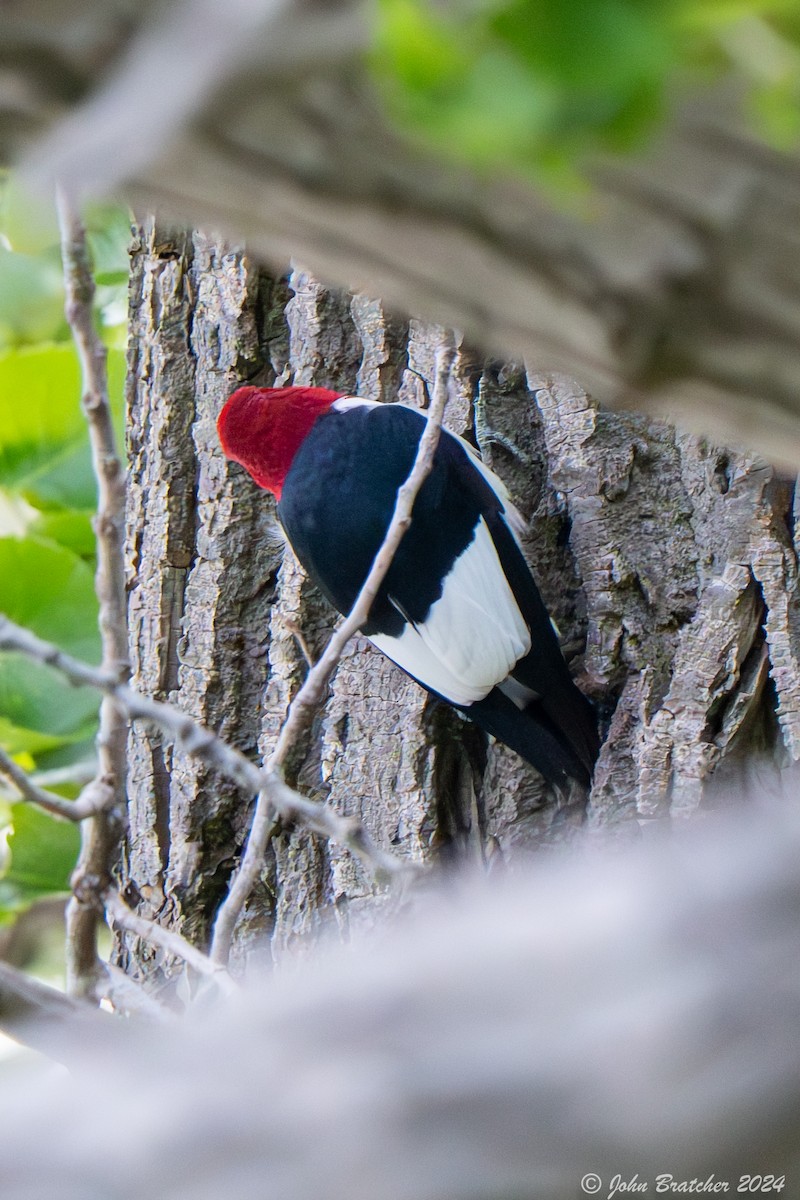 Red-headed Woodpecker - ML618611629