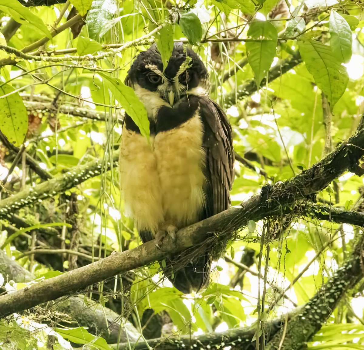 Spectacled Owl - ML618611642