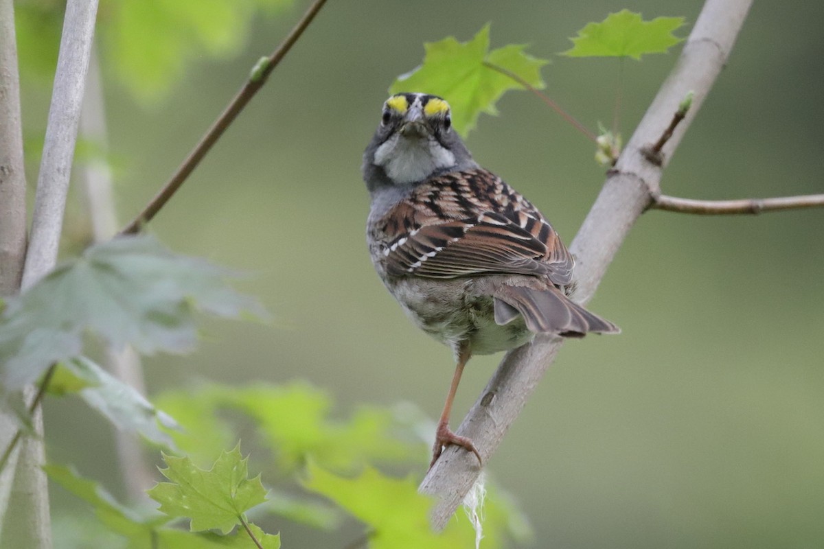 White-throated Sparrow - ML618611646